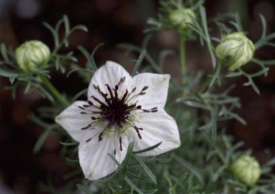 Plant aromatique nigelle cultivée