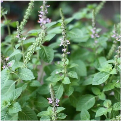 Plant aromatique basilic sacré - tulsi