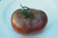 Plant tomate russe charbonneuse