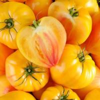 Plant tomate cœur de bœuf jaune