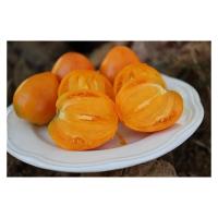 Plant tomate cœur de bœuf orange