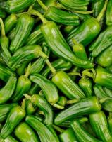 Plant de piments de padron
