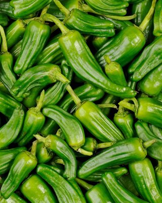 Plant de piments de padron