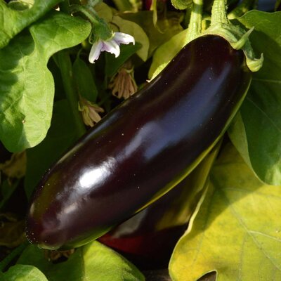 Plant d'aubergine diamond
