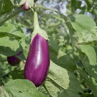 Plant d'aubergine violette de toulouse
