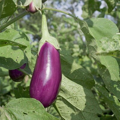 Plant d'aubergine violette de toulouse