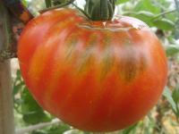 Plant de tomate libanaise des montagnes