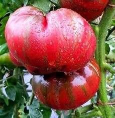 Plant de tomate bigarée pink