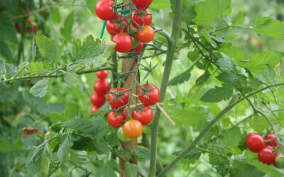 Plant de tomate cerise rouge