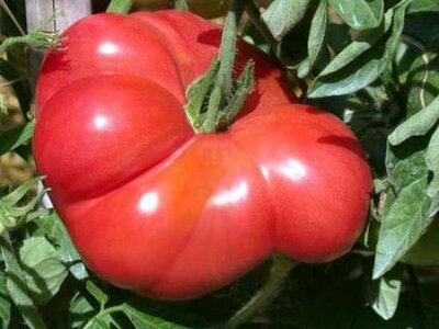 Plant de tomate gregory altaï