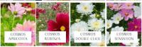 Plant de cosmos (fleurs comestibles)