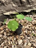 Capucine (fleurs comestibles)