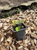 Agastache (fleurs comestibles)