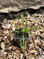 Camomille matricaire (fleurs comestibles)