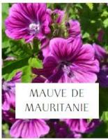 Plant de mauve (fleurs comestibles)