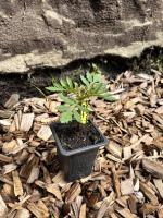 Oeillet d'inde (fleurs comestibles)