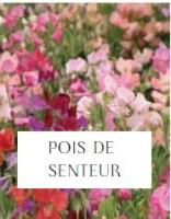Plant de pois de senteur (fleurs comestibles)