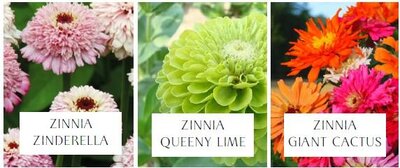 Plant de zinnia (fleurs comestibles)