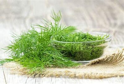 Branche de fenouil 100 gr