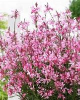 Plant de gaura