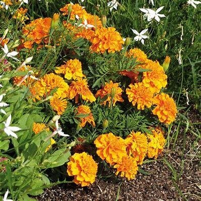 Plant d oeillet d'inde