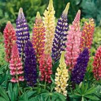 Plant de lupin