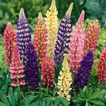 Plant de lupin