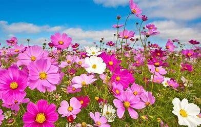 Plant de cosmos