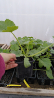 Plant de courgette jaune