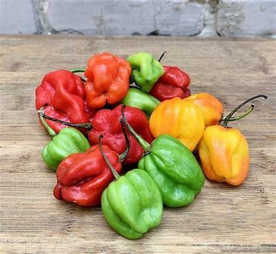 Plant de piment habanero