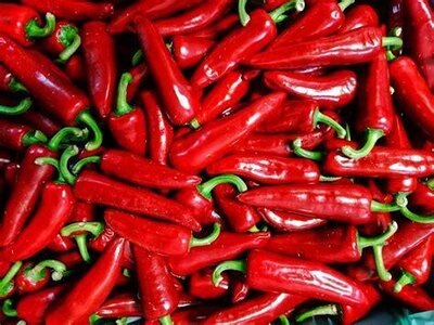 Plant de piment espelette force 4