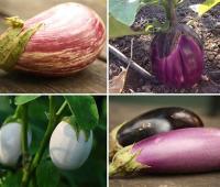 Plant d aubergine noire