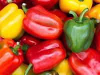 Plant de poivron rouge