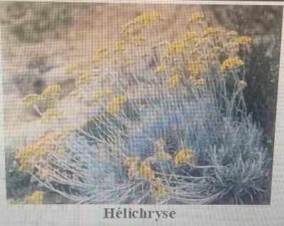 Hélichryse