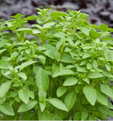 Pot de basilic citron
