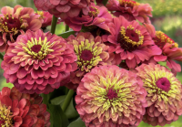 Plant de fleurs - zinnia lime
