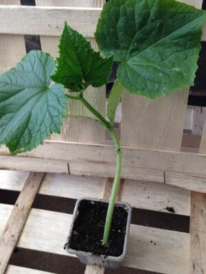Plant godet - concombre