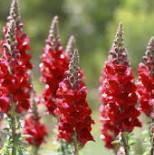 Plant de muflier (fleurs comestibles)