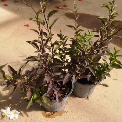 Solanum blanc