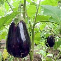 Plant aubergine - monstrueuse de new york