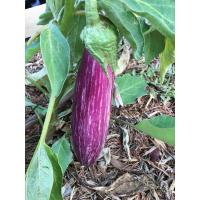Plant aubergine - tsakoniki