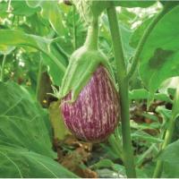 Plant aubergine - zebrina