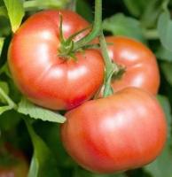 Plant tomate - reine des hâtives