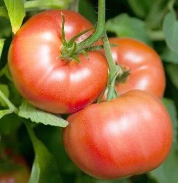 Plant tomate - reine des hâtives (précoce)
