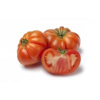 Plant tomate - potiron ecarlate
