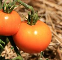 Plant tomate - carotina