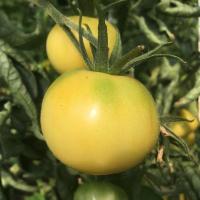 Plant tomate - blanche de picardie