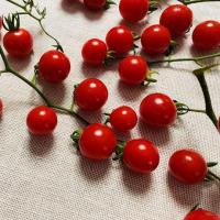 Plant tomate cerise - barbaniaka