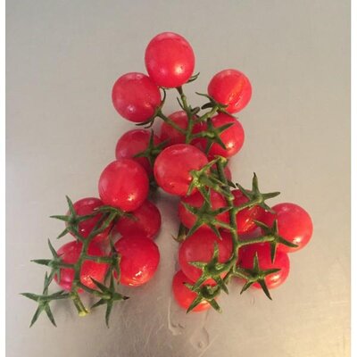 Plant tomate cerise - ambrosia