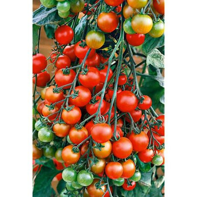 Plant de tomate cerise noire